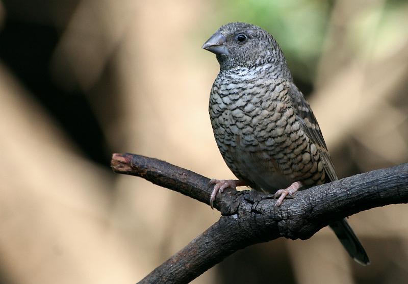 frieda 051.jpg - Bandkeelvinkwyfie habitat: Droë doringveld. Status: Plaaslike algemene standvoël.